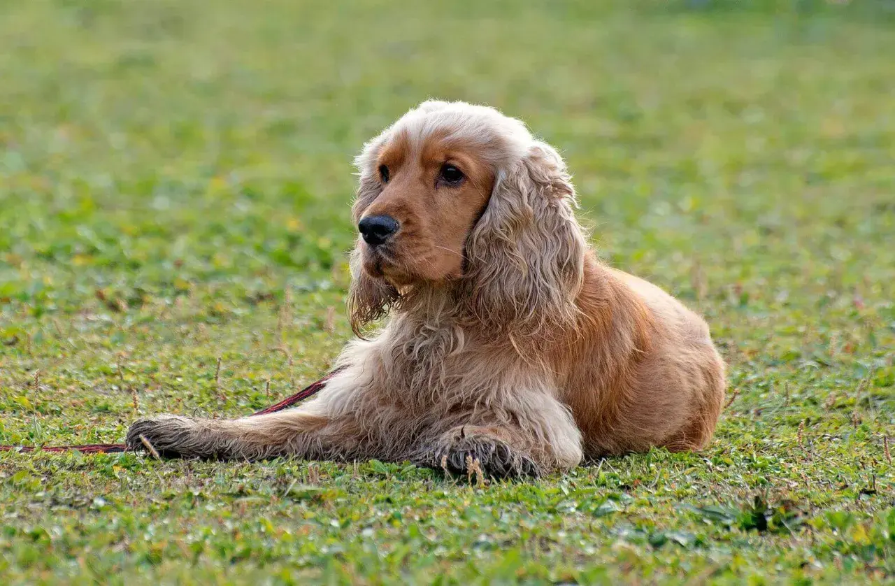 Uroczy cocker spaniel leży na trawie, z długimi, falującymi uszami i łagodnym spojrzeniem.
