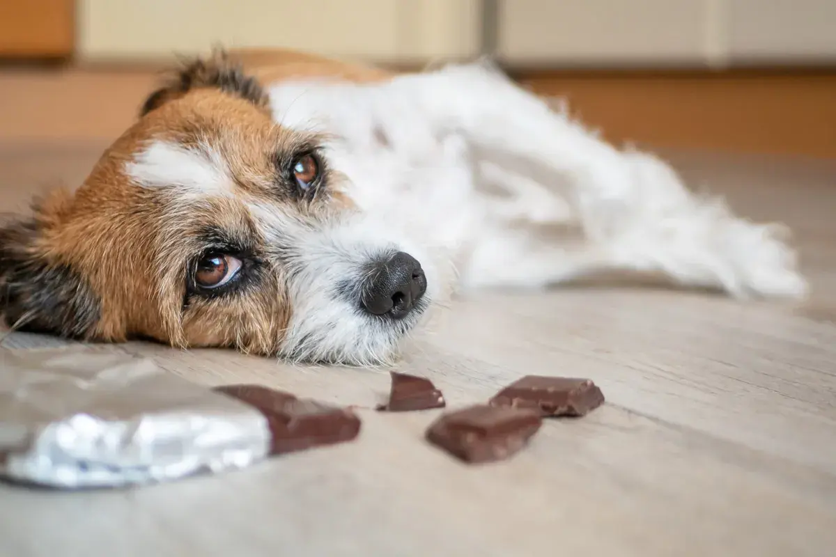 Ein Hund liegt traurig auf dem Boden, neben ihm liegen zerbrochene Schokoladenstücke. Er hat wohl Schokolade gefressen.