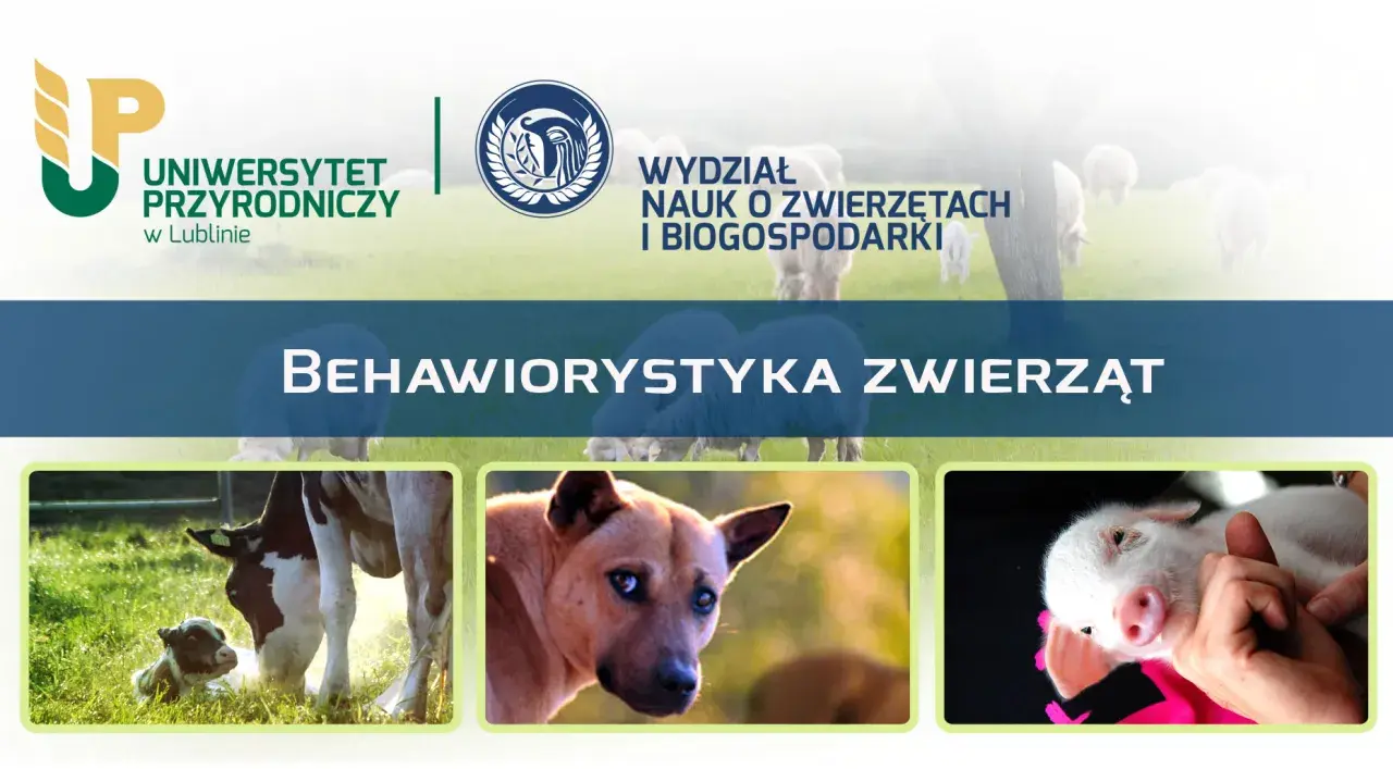 Uniwersytet Przyrodniczy w Lublinie zaprasza na studia z behawiorystyki zwierząt. Zobacz urocze cielątko, psa i prosiaczka.