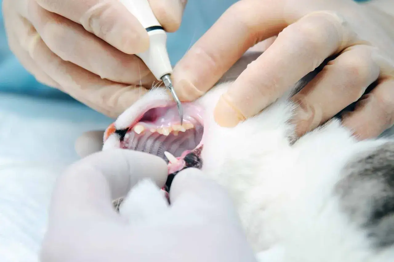 Veterinarian performing a cat dental cleaning with an ultrasonic scaler.