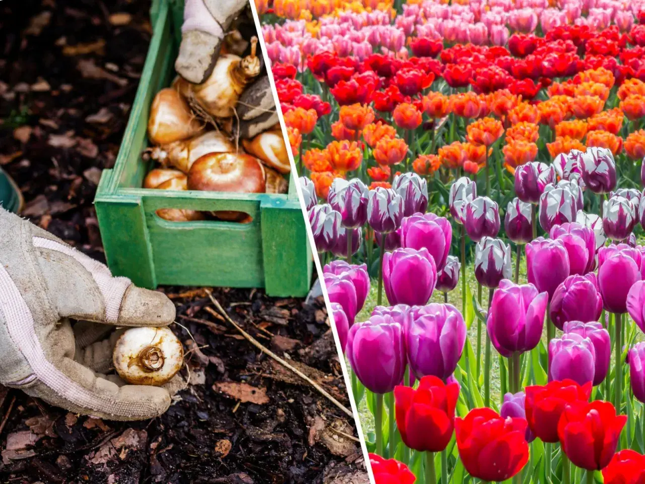 Sadzenie cebulek tulipanów i kwitnące pola w żywych kolorach tulipanów.