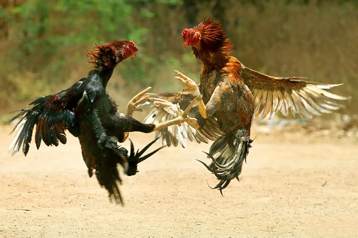 Deux coqs se battent violemment. Pour savoir comment calmer une poule agressive, il faut observer leur comportement.