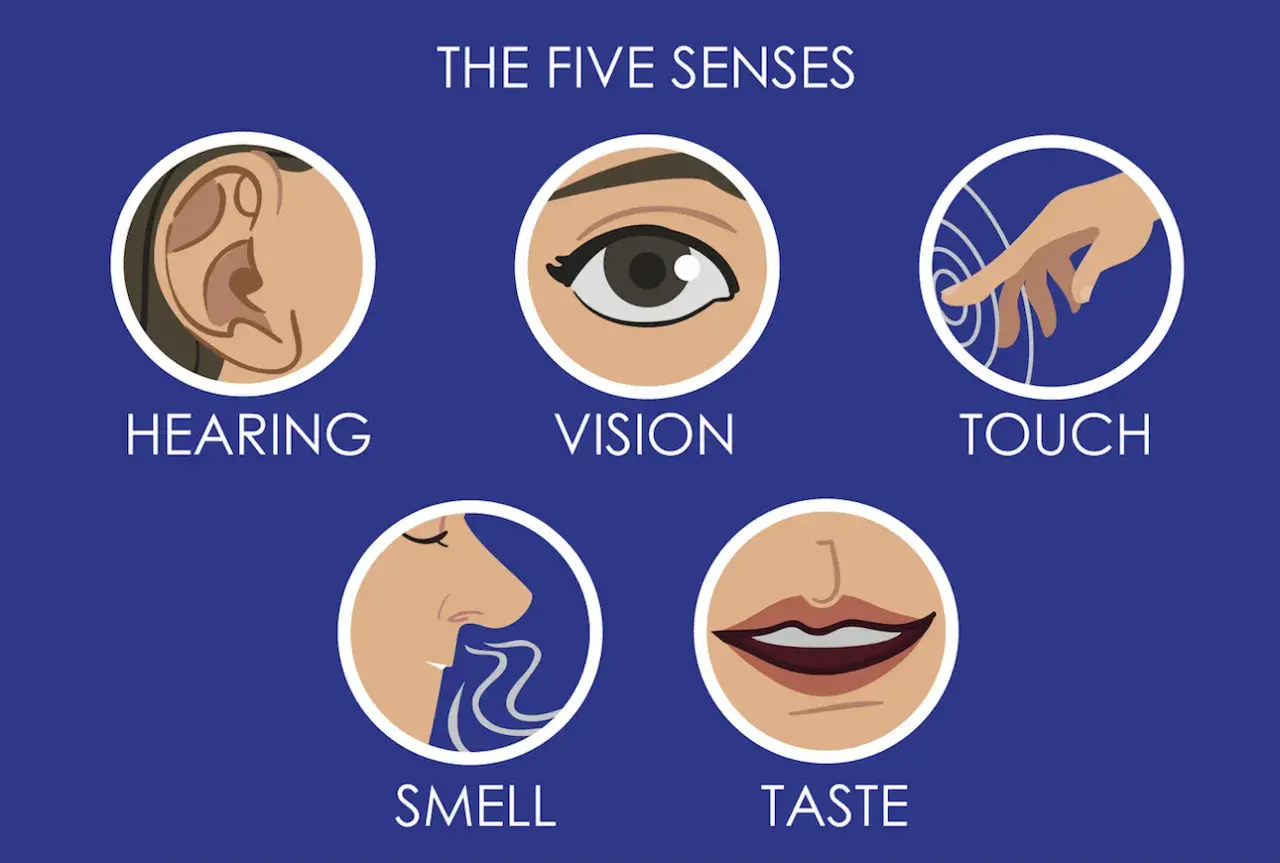 Los cinco sentidos: oído, vista, tacto, olfato y gusto.