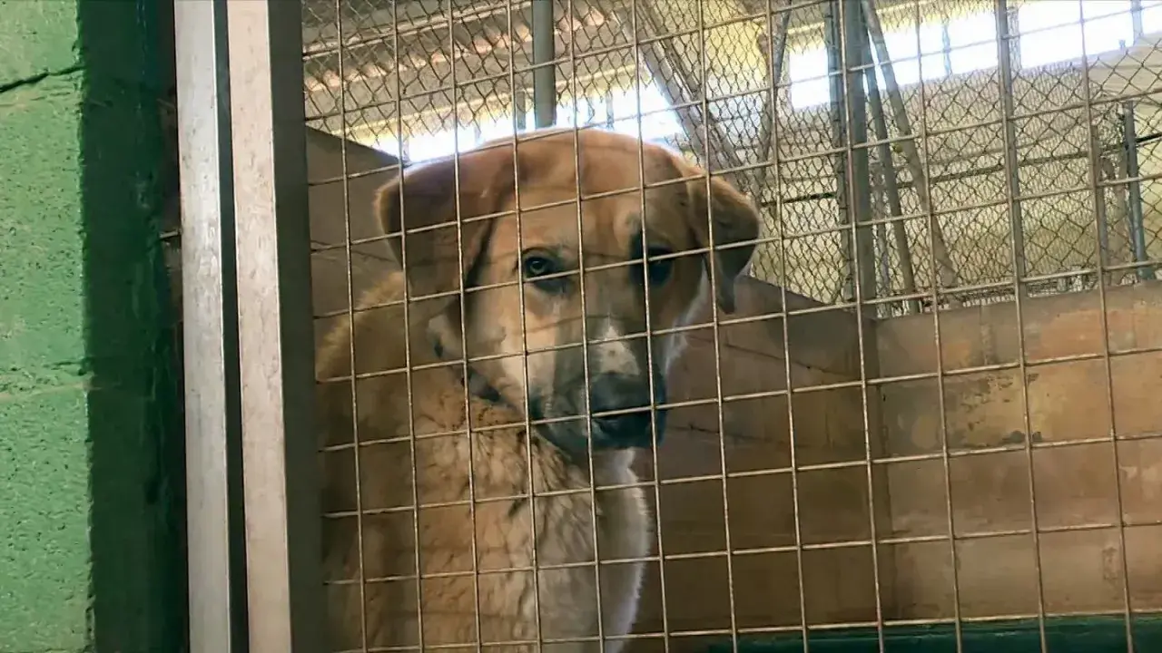 Un perro de pelaje claro mira con tristeza tras los barrotes de una jaula, un triste reflejo de los perros abandonados en España.