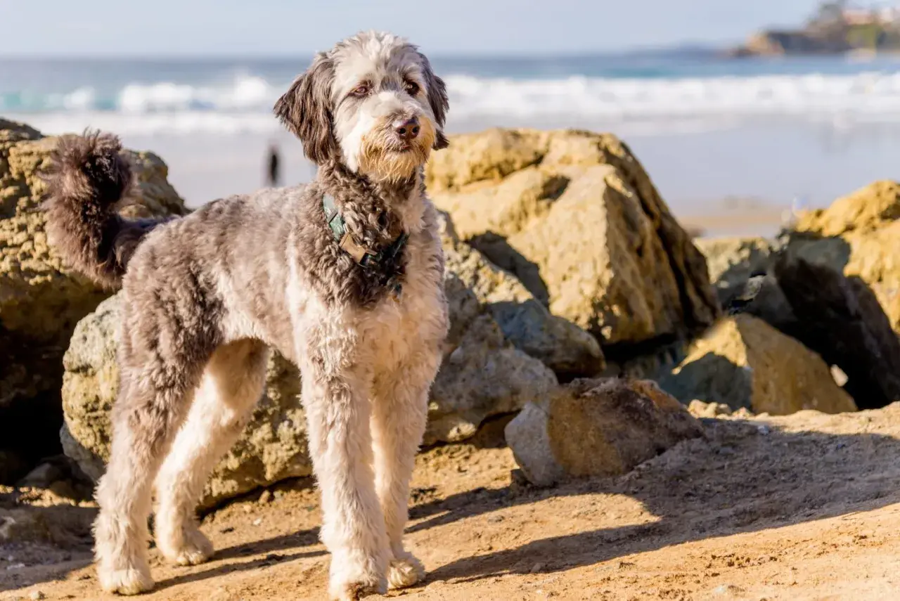 Ein erwachsener Mini Aussiedoodle steht am Strand, umgeben von Felsen.