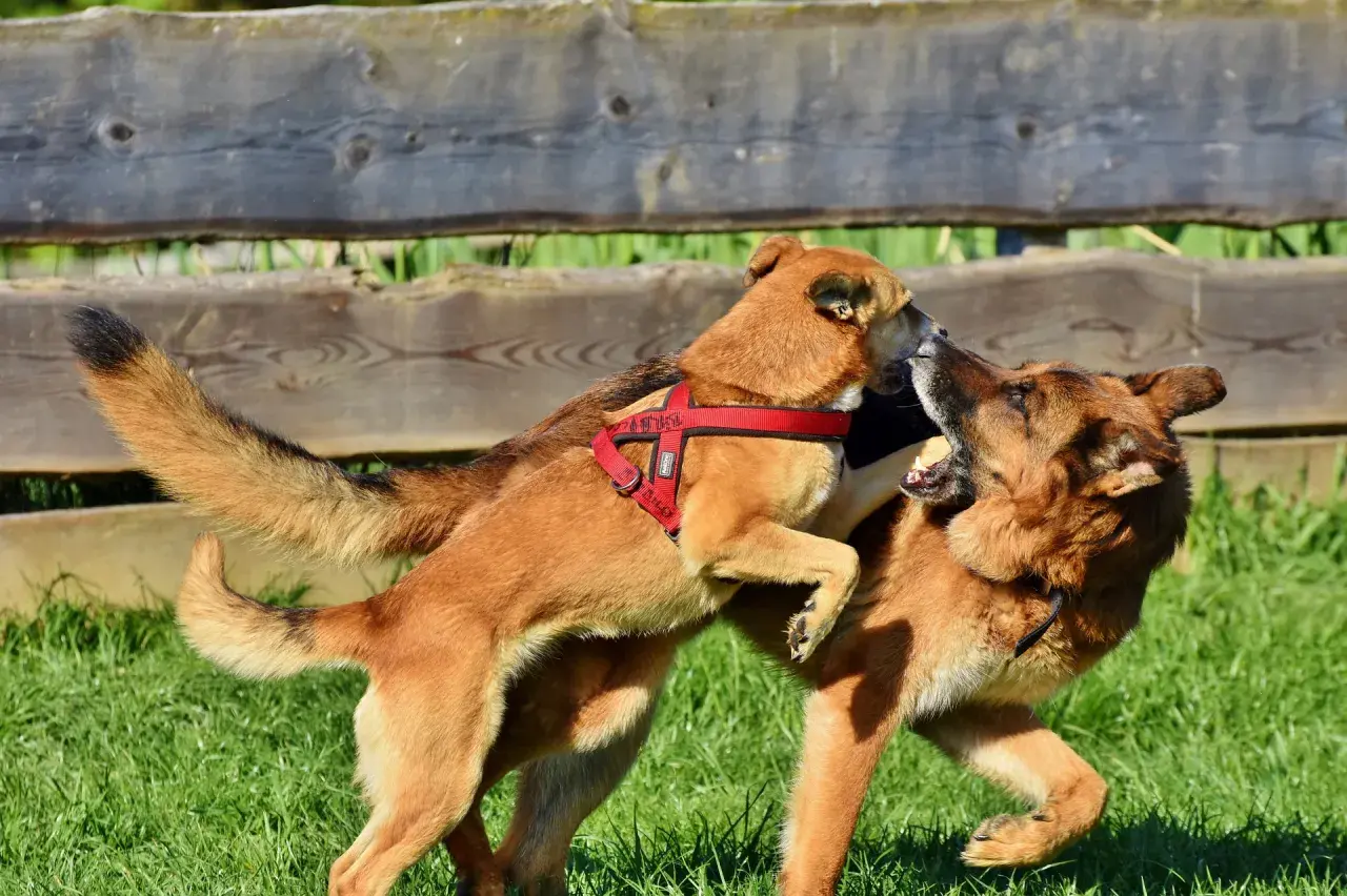 Zwei Hunde mit einem fröhlichen Spielgesicht tollen im Gras herum. Einer springt den anderen an, die Zungen hängen heraus.