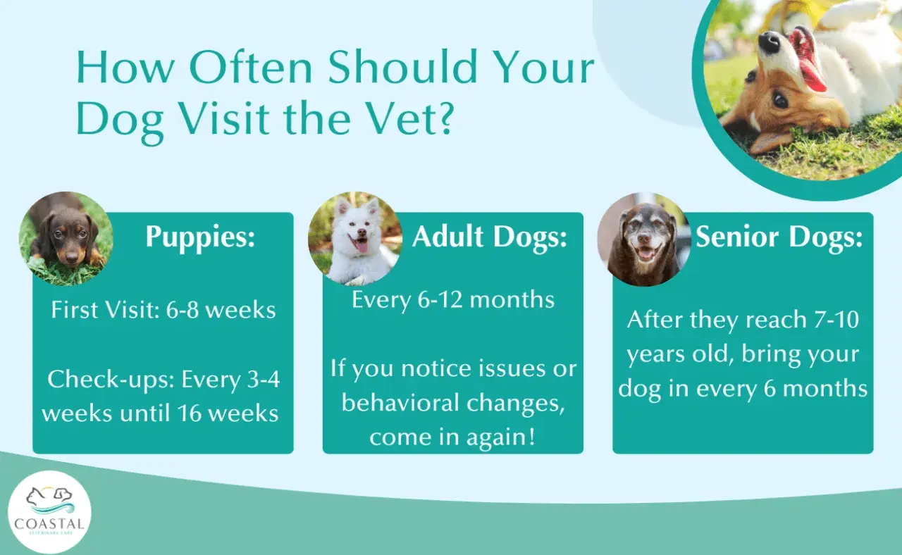 Infographic detailing how often should i take my dog to the vet: puppies (6-8 weeks first visit, check-ups every 3-4 weeks until 16 weeks), adult dogs (every 6-12 months, or if issues arise), and senior dogs (every 6 months after 7-10 years old).