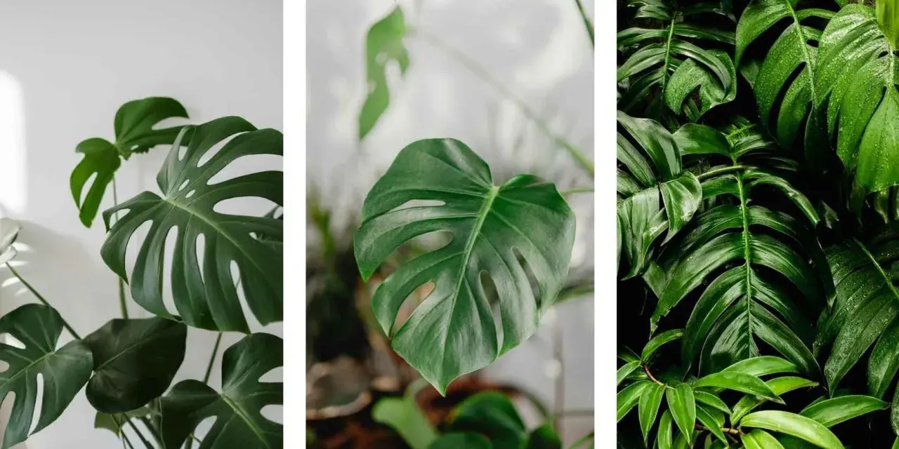 Monstera deliciosa, una de las plantas toxicas para gatos, con sus hojas verdes y fenestradas.