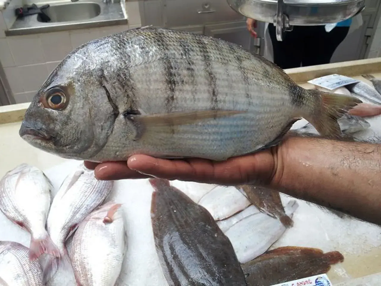 Un sargo, un pescado azul o blanco, es sostenido sobre una cama de hielo junto a otros pescados.