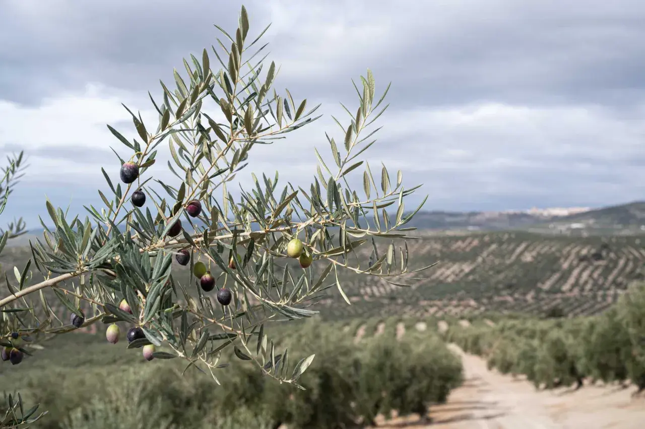 Rama de olivo con aceitunas maduras y un campo de olivos al fondo. Un paisaje que invita a descubrir qué ver en Úbeda y Baeza.