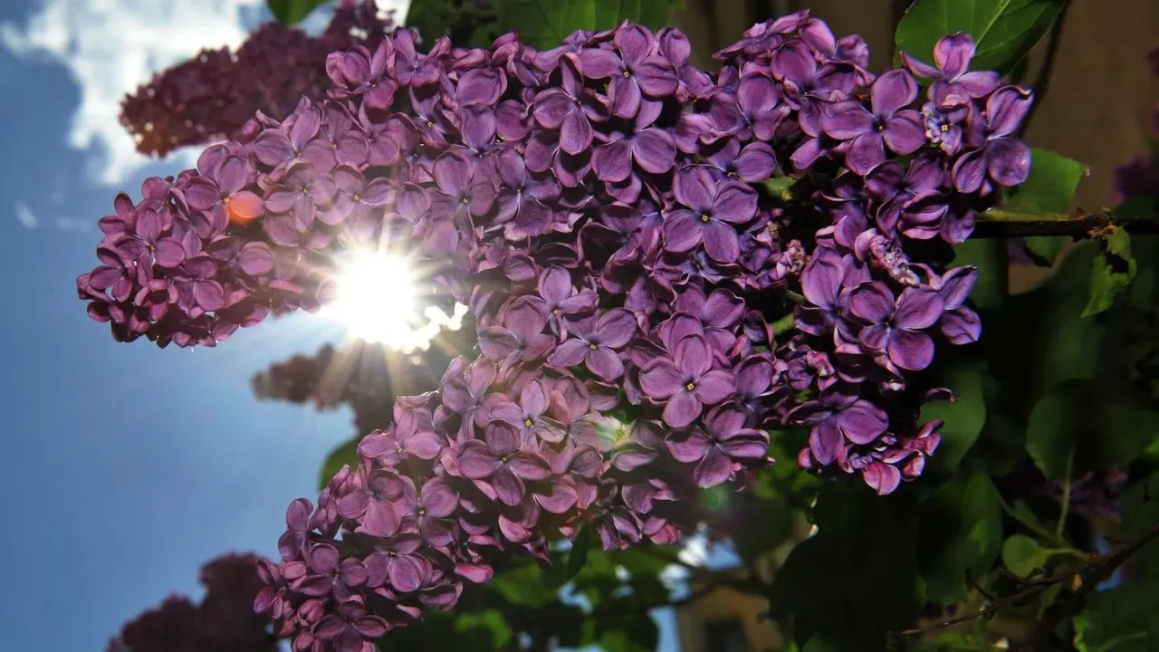 Sonnenschein durchflutet einen Fliederstrauch. Die violetten Blüten sind üppig und duften herrlich. Ein idealer Flieder Standort für sonnige Tage.