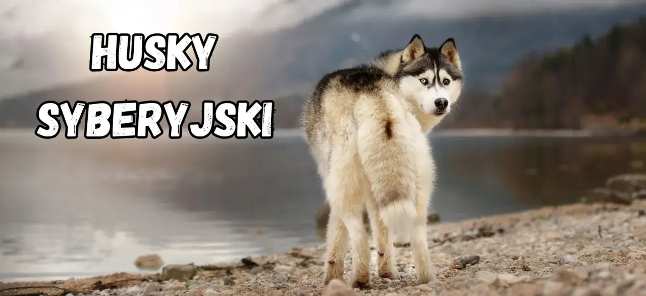 Piękny syberyjski pies z dwukolorowymi oczami spogląda przez ramię na tle jeziora i gór.