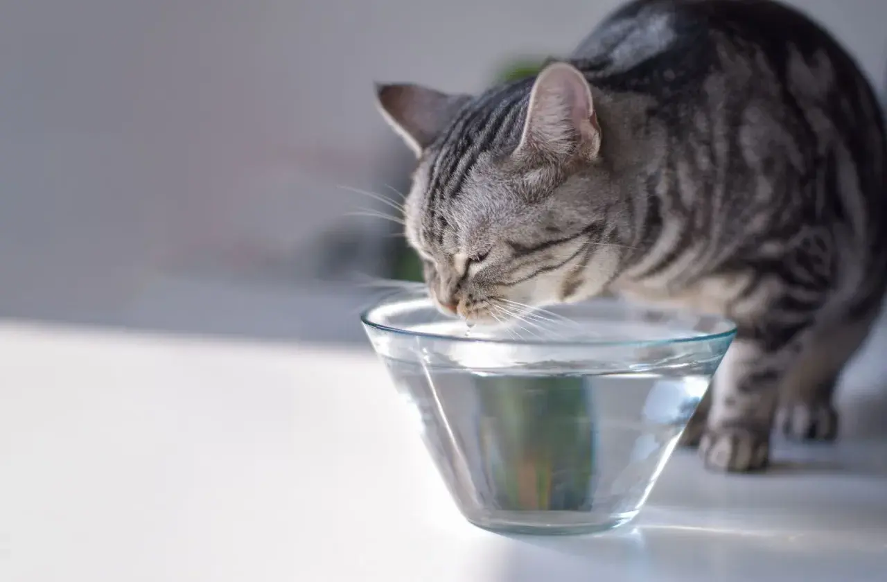 Graue Katze trinkt aus einer Glasschale. Sie hat Durst und trinkt viel Wasser.