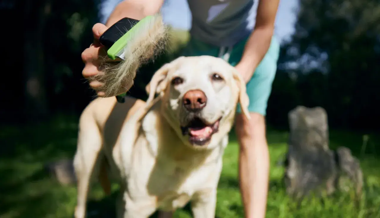 Un cane felice viene spazzolato, liberandosi dalla muta cane eccessiva.
