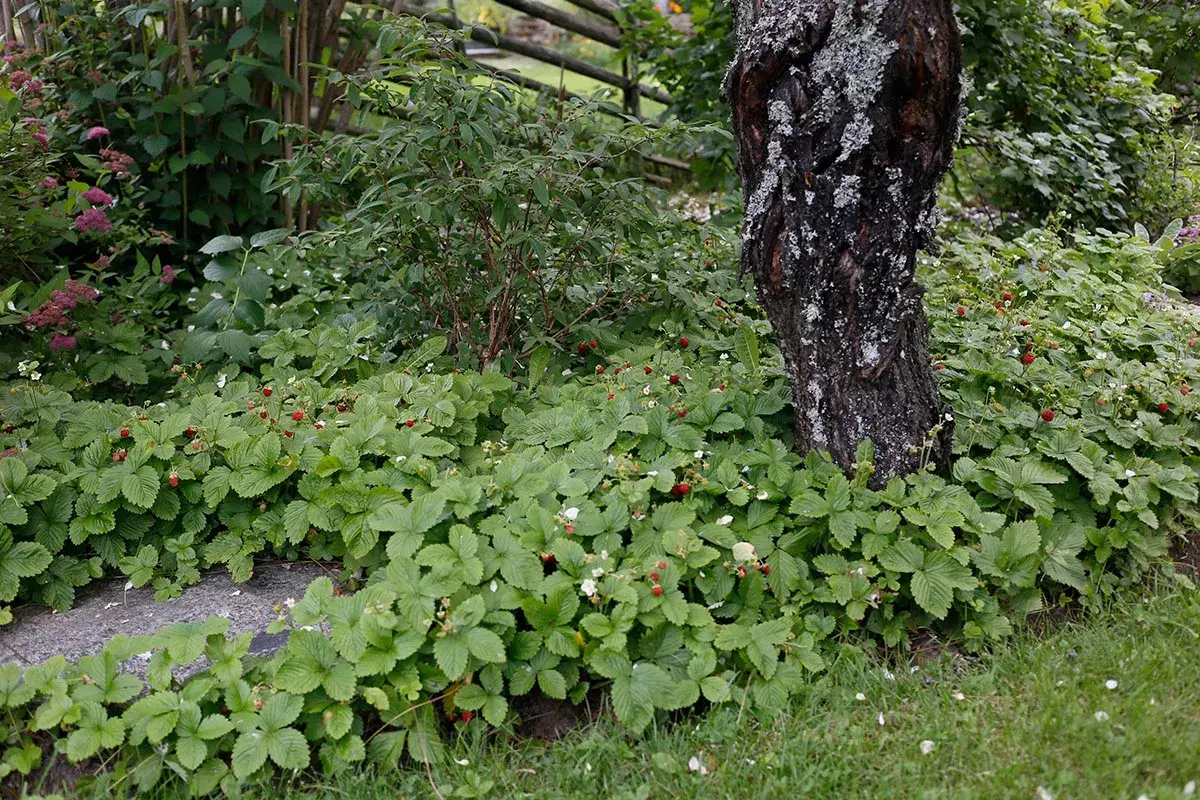 En frodig rabatt med smultron som växer vilt runt ett träd. Små röda bär och vita blommor syns bland de gröna bladen.