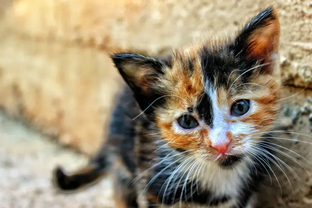 Kiedy kocięta do adopcji? 12 tygodni to klucz do ich zdrowia!