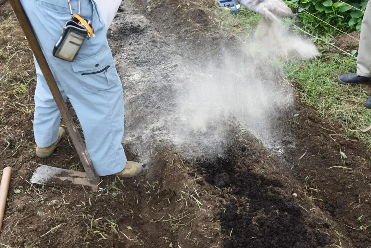 Osoba w jasnych spodniach i rękawicach rozsypuje biały proszek na ziemię, wykonując odkwaszanie gleby.