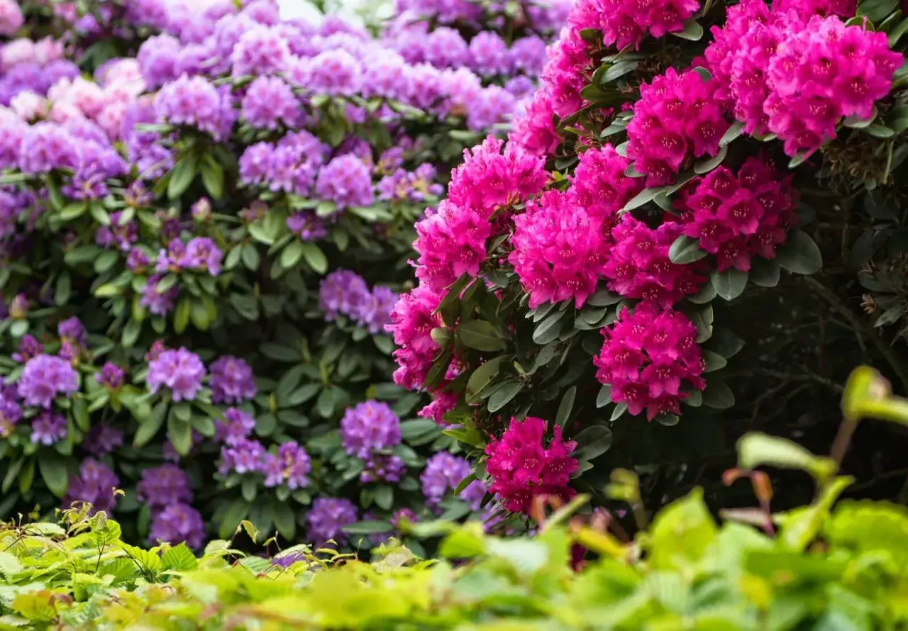 Kwitnące krzewy rododendronów w odcieniach różu i fioletu tworzą malownicze stanowisko.