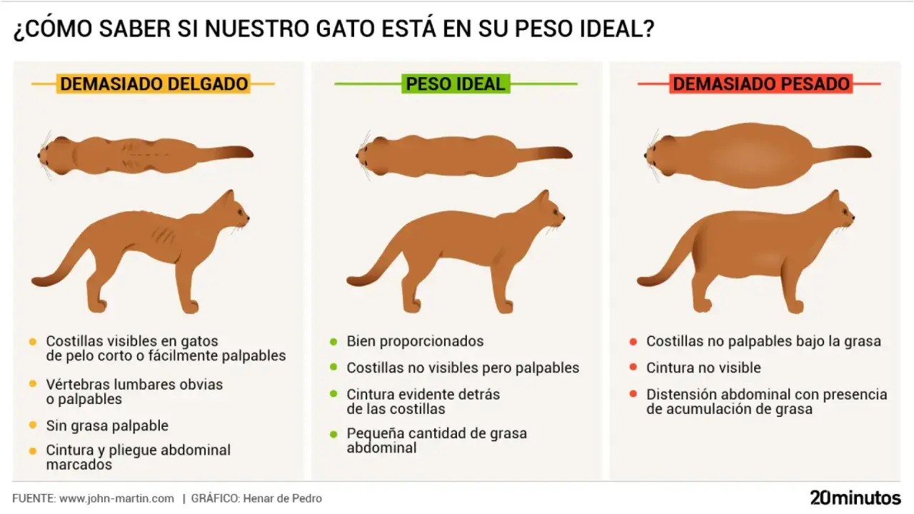 Ilustración compara gatos: delgado, peso ideal y gordo. Aprende cómo saber si mi gato está gordo observando su cuerpo y palpando sus costillas.
