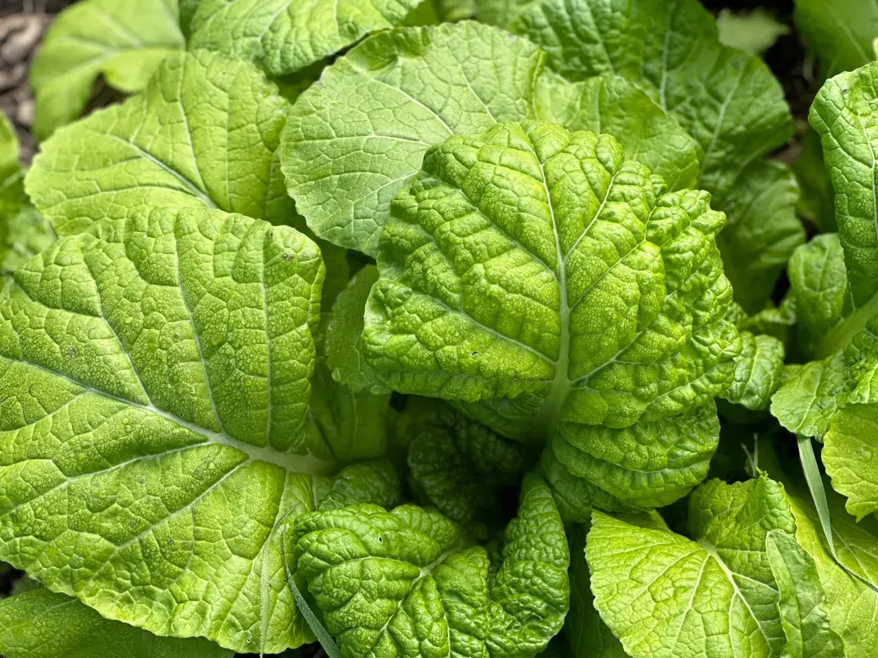 Close-up of vibrant green, textured leaves of Japanese mustard greens, glistening with dew.
