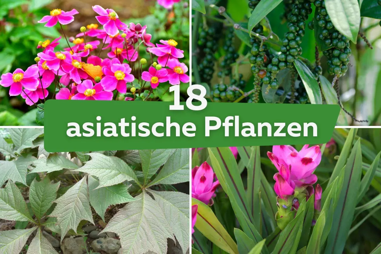 Vier Bilder von asiatischen Pflanzen: rosa Blüten, grüne Pfefferkörner, Blätter und eine pinke Blüte.