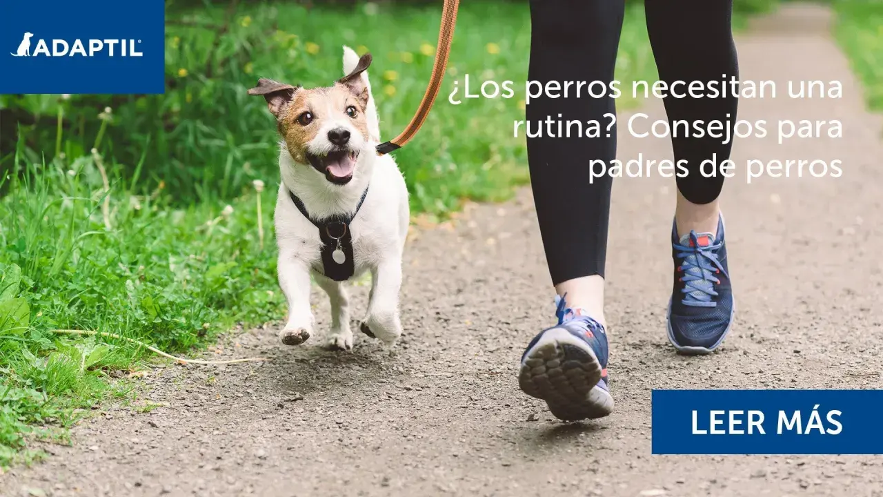 Un perro feliz corre con su dueño, aprendiendo sobre cuidados de perros y rutinas.