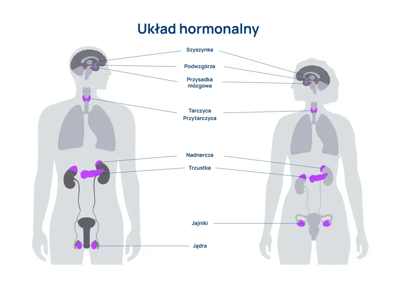 Ilustracja przedstawia kluczowe organy układu hormonalnego u mężczyzny i kobiety, w tym szyszynkę, podwzgórze, przysadkę, tarczycę, przytarczyce, nadnercza, trzustkę, jajniki i jądra.