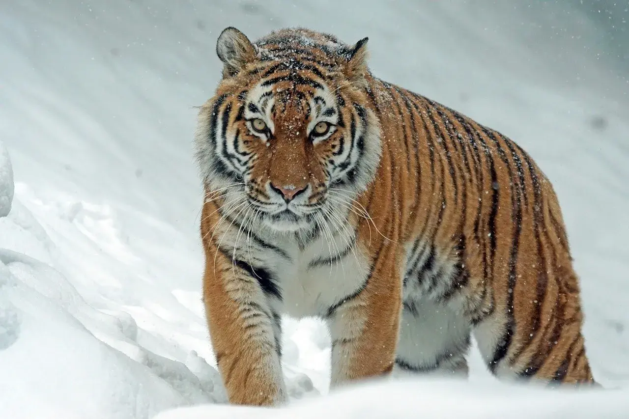 Un imponente tigre siberiano, el felino más grande del mundo, camina con determinación a través de la nieve, sus rayas contrastando con el blanco paisaje invernal.