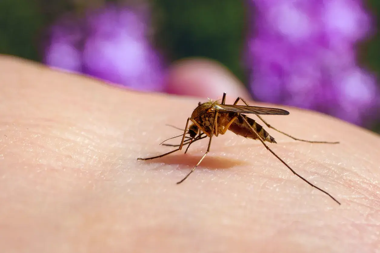 En mygga, en av många insekter som bits, sitter på hud och förbereder sig för att sticka.