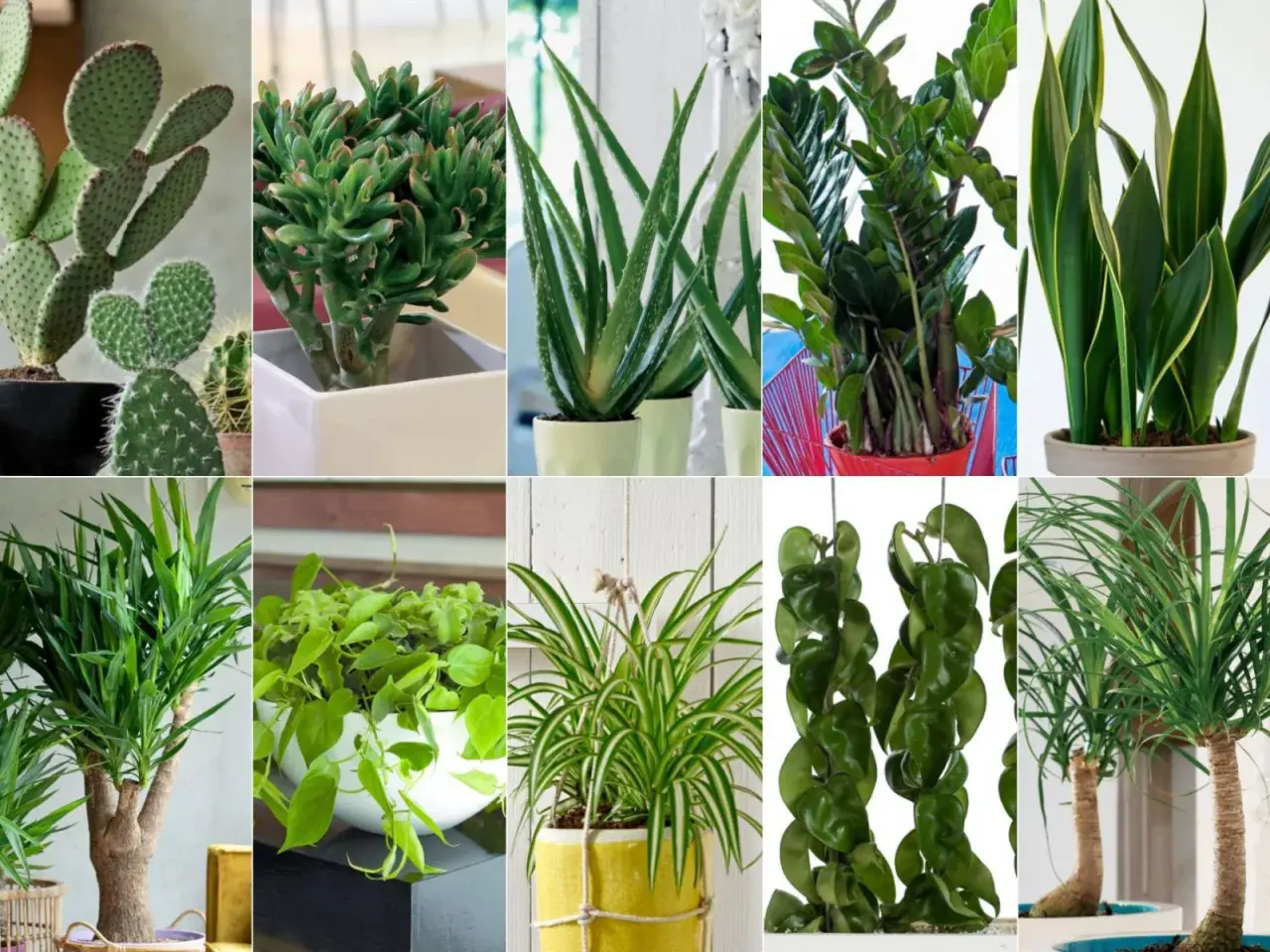 Kaktus, grubosz, aloes, zamiokulkas, sansewieria, dracena, filodendron, zielistka, hoya, palma. Popularne kwiaty doniczkowe dla każdego.