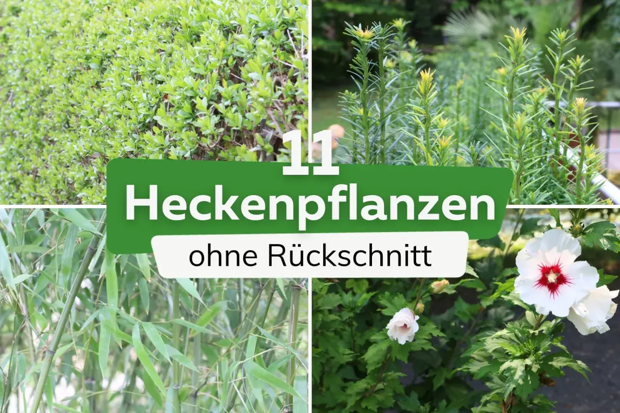 Vier Bilder zeigen Pflanzen für eine pflegeleichte Hecke, die nicht geschnitten werden muss: Buchsbaum, Bambus, Nadelgehölz und Hibiskus.