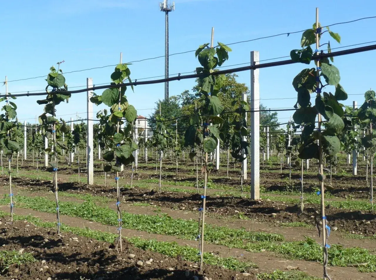 Giovani piante di kiwi in un frutteto, pronte per crescere e produrre frutti.