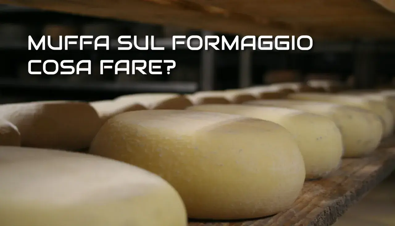 Formaggi in stagionatura. Scopri perché il formaggio in frigo fa la muffa e come evitarlo.