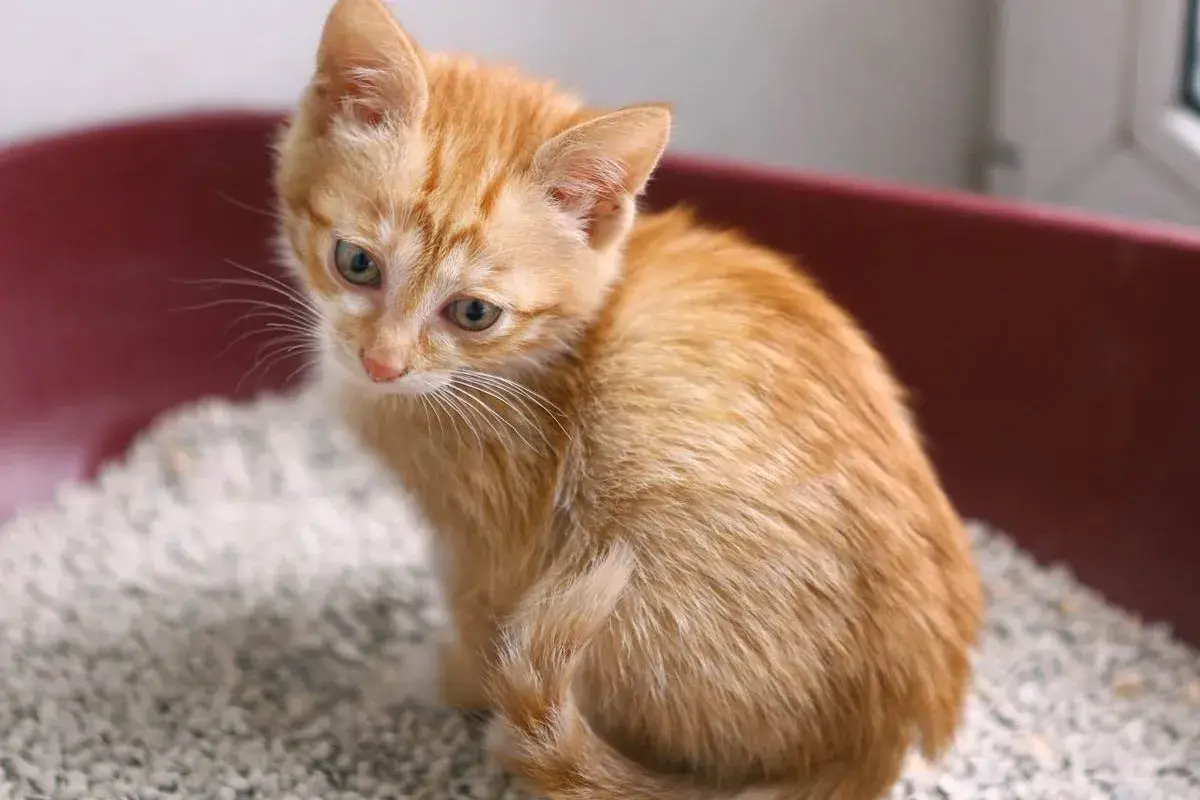 Süßes Kätzchen sitzt in der Katzentoilette. Vorsicht vor Kokzidien bei Katzen, besonders bei jungen Tieren.
