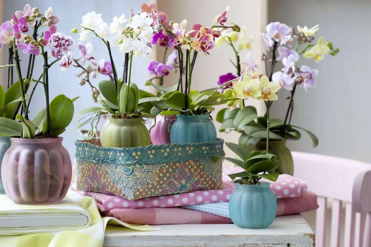 Storczyk phalaenopsis jak dbać? Wiele kolorowych kwiatów w pastelowych doniczkach, otoczonych tkaninami.
