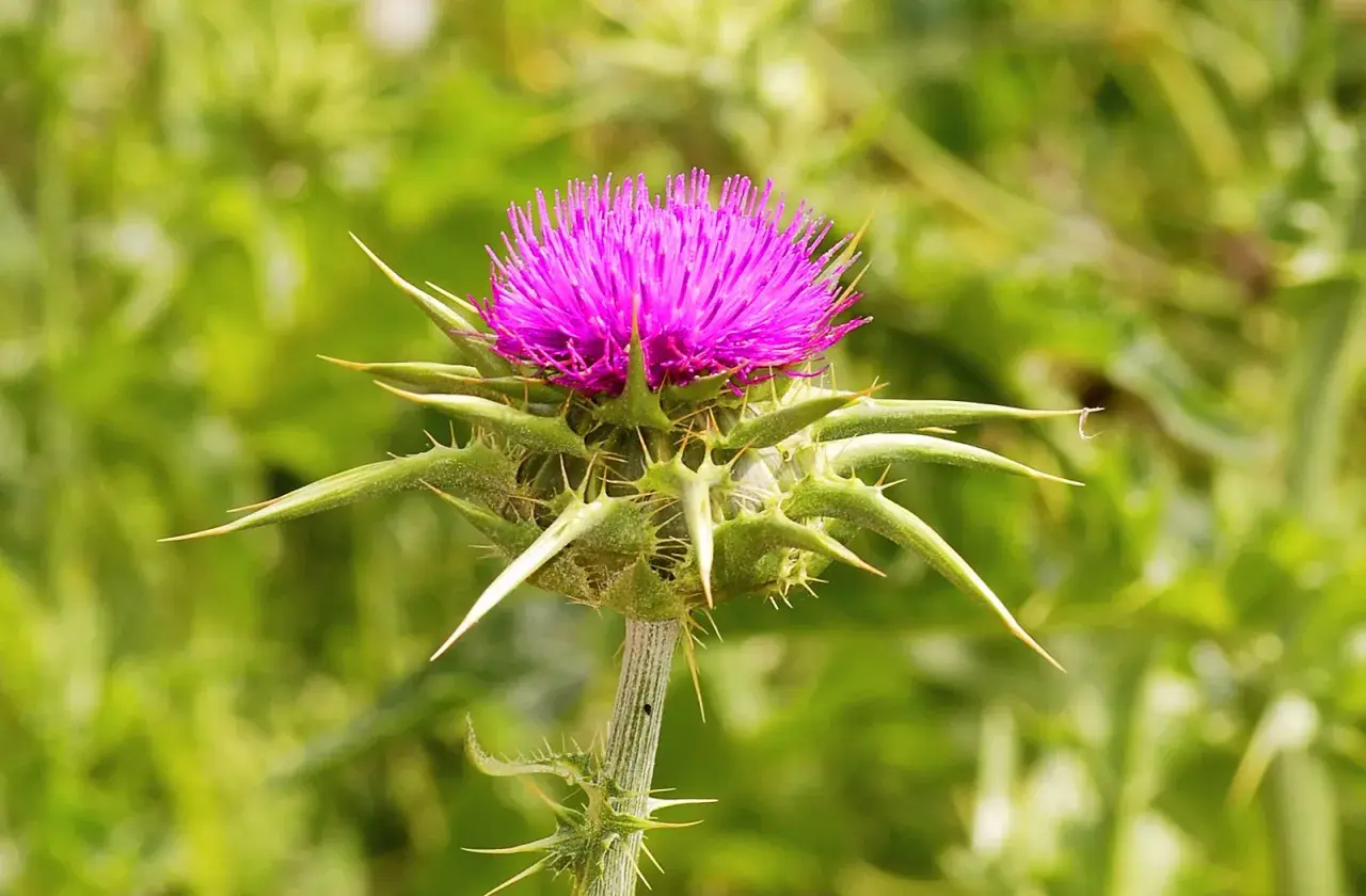 Flor de cardo con su vibrante flor morada. La silimarina, extraída de esta planta, es conocida por sus beneficios hepáticos.