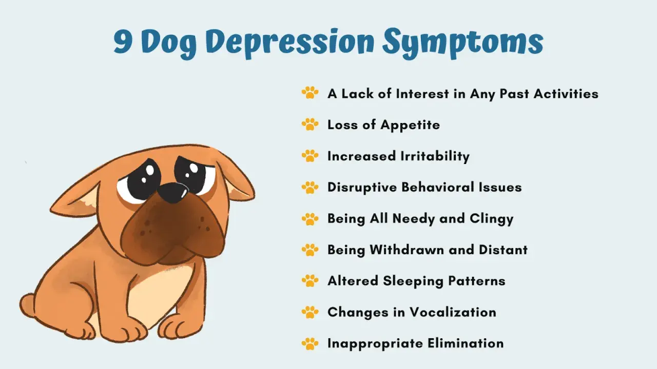 Illustration of a sad dog with a list of 9 dog depression symptoms, including loss of appetite and withdrawal. Is my dog depressed?