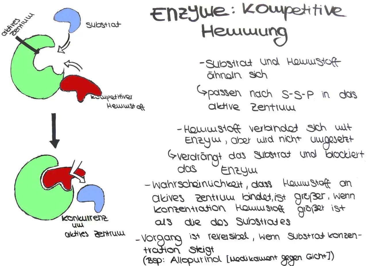 Schema zeigt kompetitive Hemmung: Hemmstoff (rot) und Substrat (blau) konkurrieren um das aktive Zentrum (grün) des Enzyms.