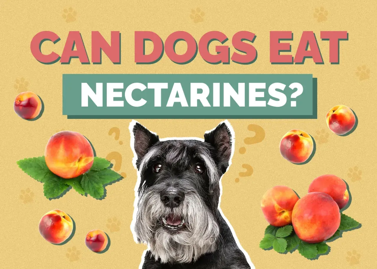 A schnauzer looks at nectarines scattered around, with the text "CAN DOGS EAT NECTARINES?" above.