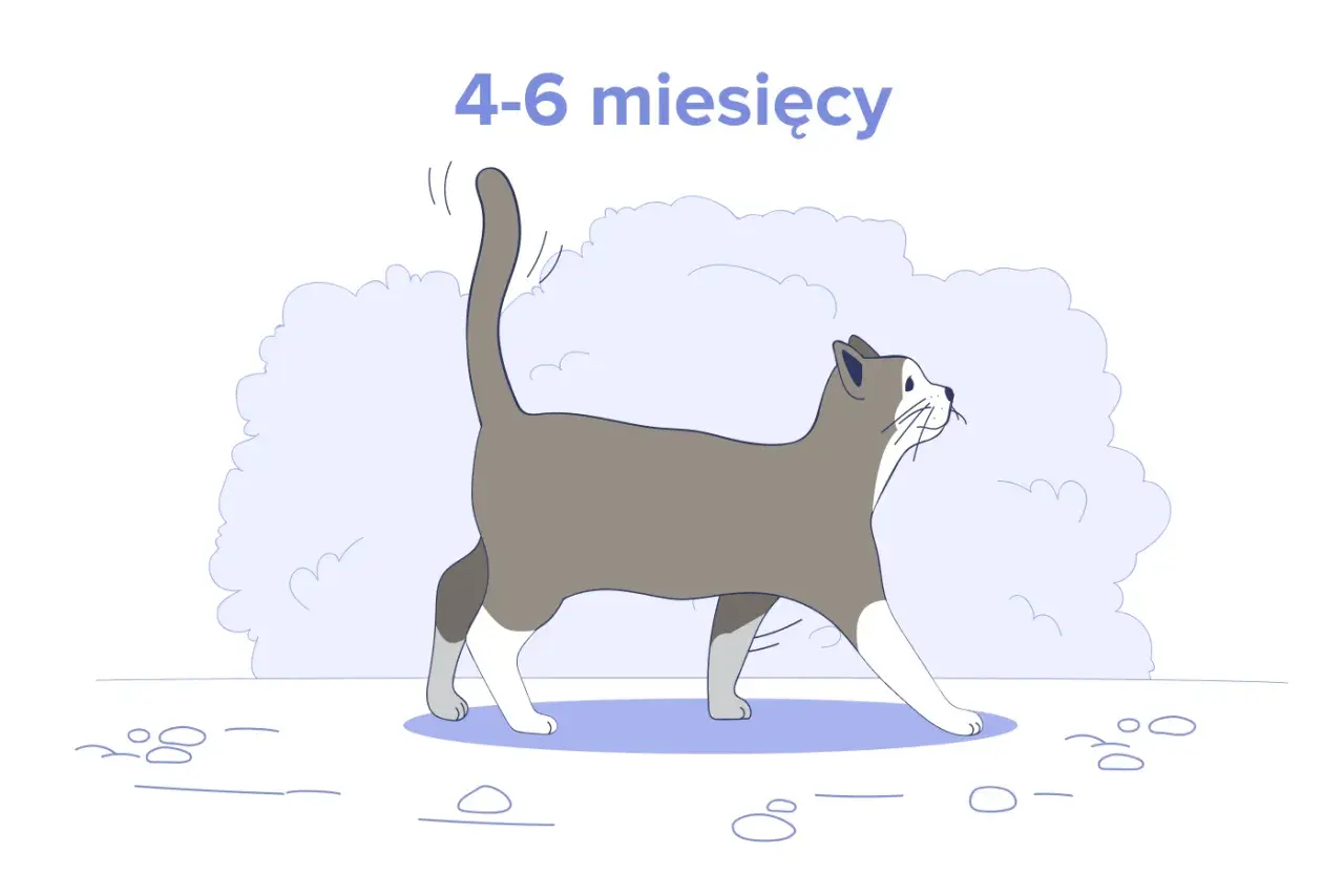 Ilustracja kota w wieku 4-6 miesięcy. Dowiedz się, ile powinien jeść 4 miesięczny kot, aby był zdrowy i pełen energii.
