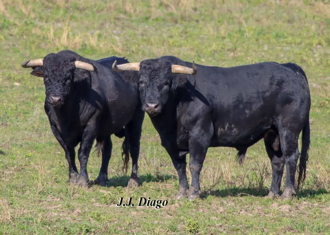 Dos toros negros de la ganadería Murube pastan en un campo verde.