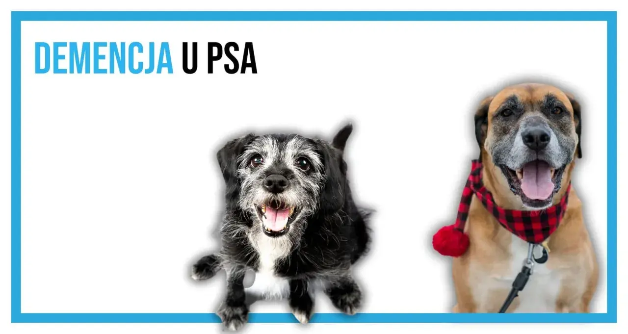 Dwa psy, jeden starszy, z siwiejącą sierścią, drugi młodszy w kratkę, z pomponem. Temat: demencja u psa.