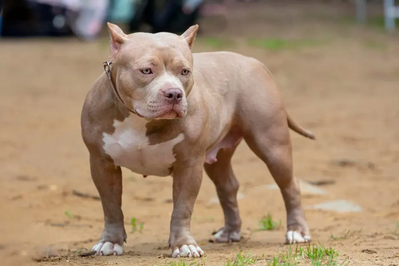 Potężny american bully o beżowym umaszczeniu z białymi łatami, stoi na piaszczystym podłożu.