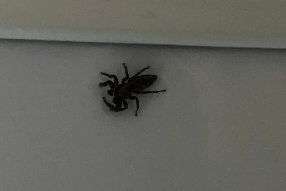 En mörk hoppspindel inomhus sitter på en ljus yta.