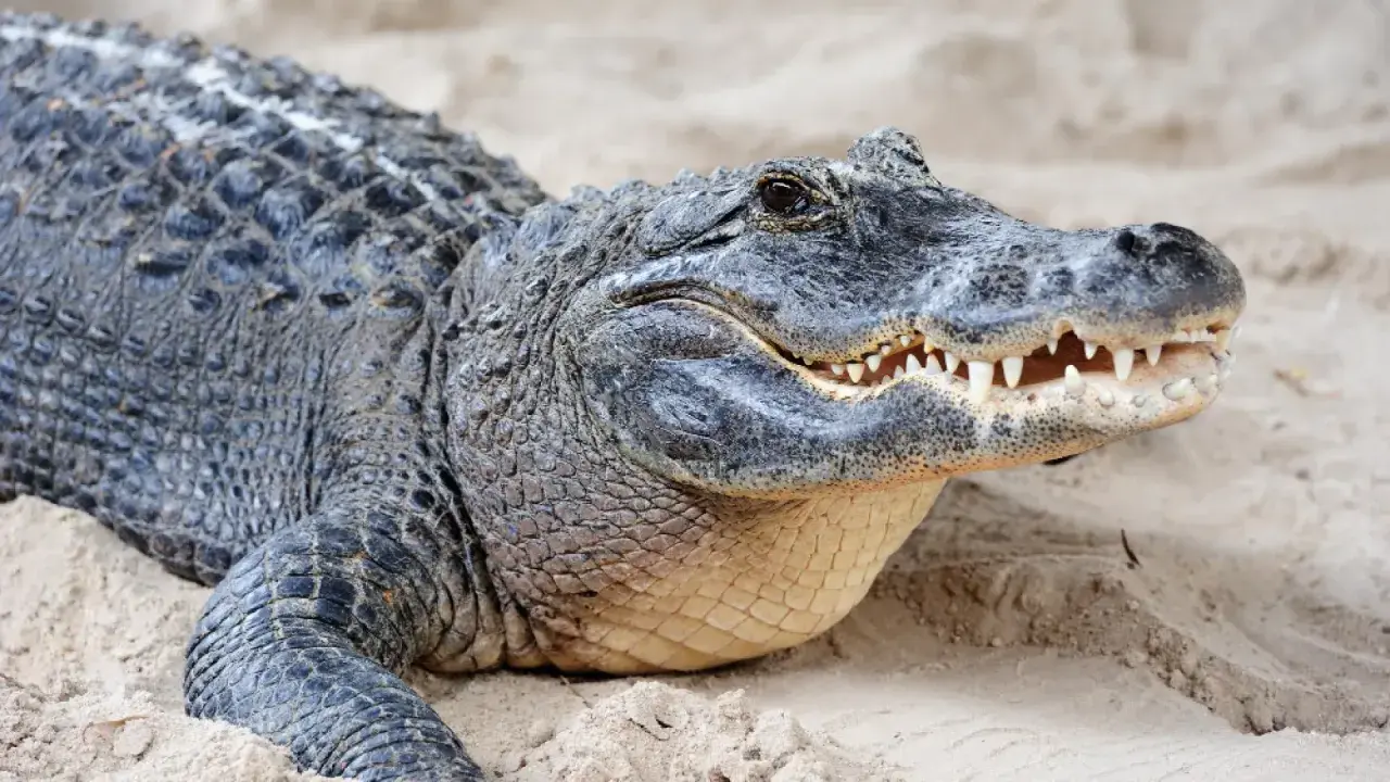 Un cocodrilo descansa en la arena, sus escamas oscuras y dientes afilados evocan la sensación de soñar con cocodrilos.