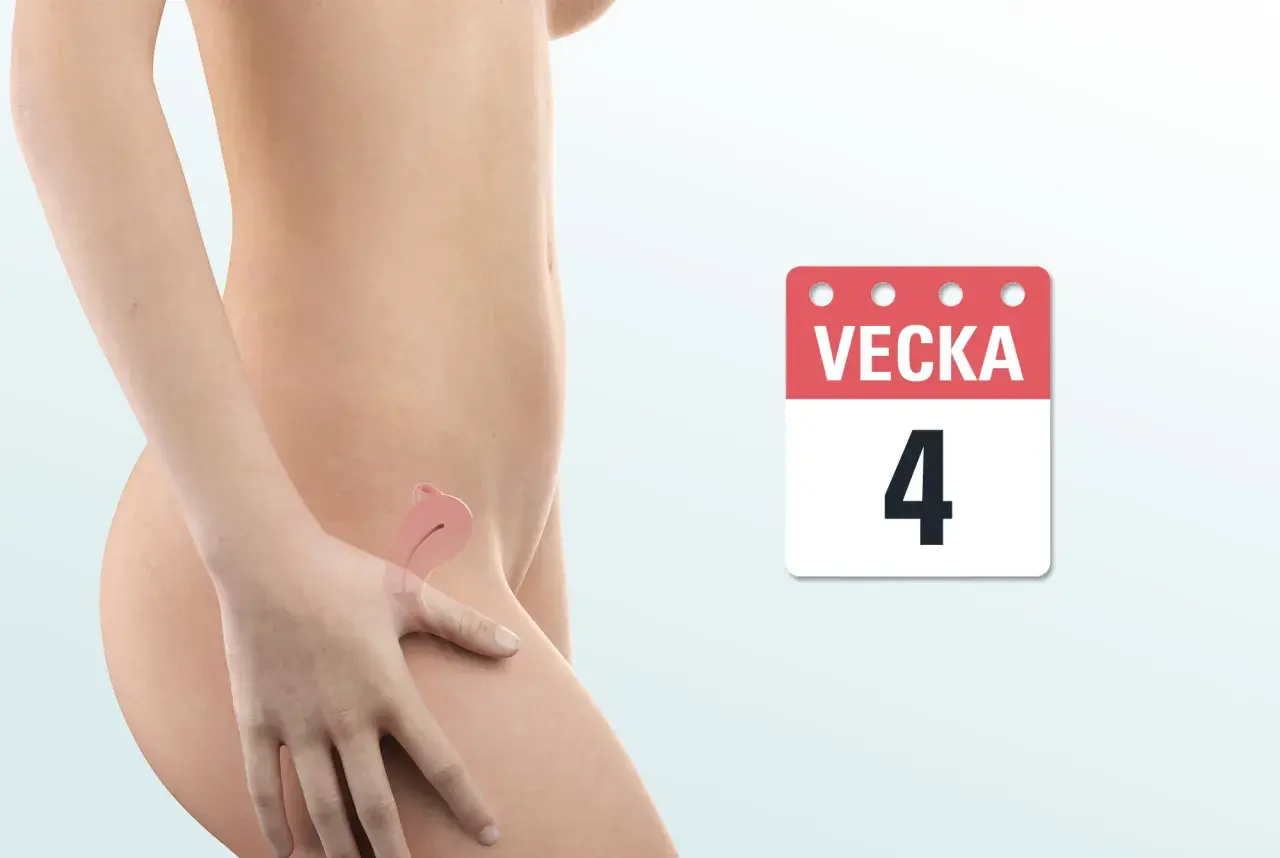 Gravid vecka 4: en illustration av livmodern med en tidig embryo. Kalendern visar "Vecka 4".