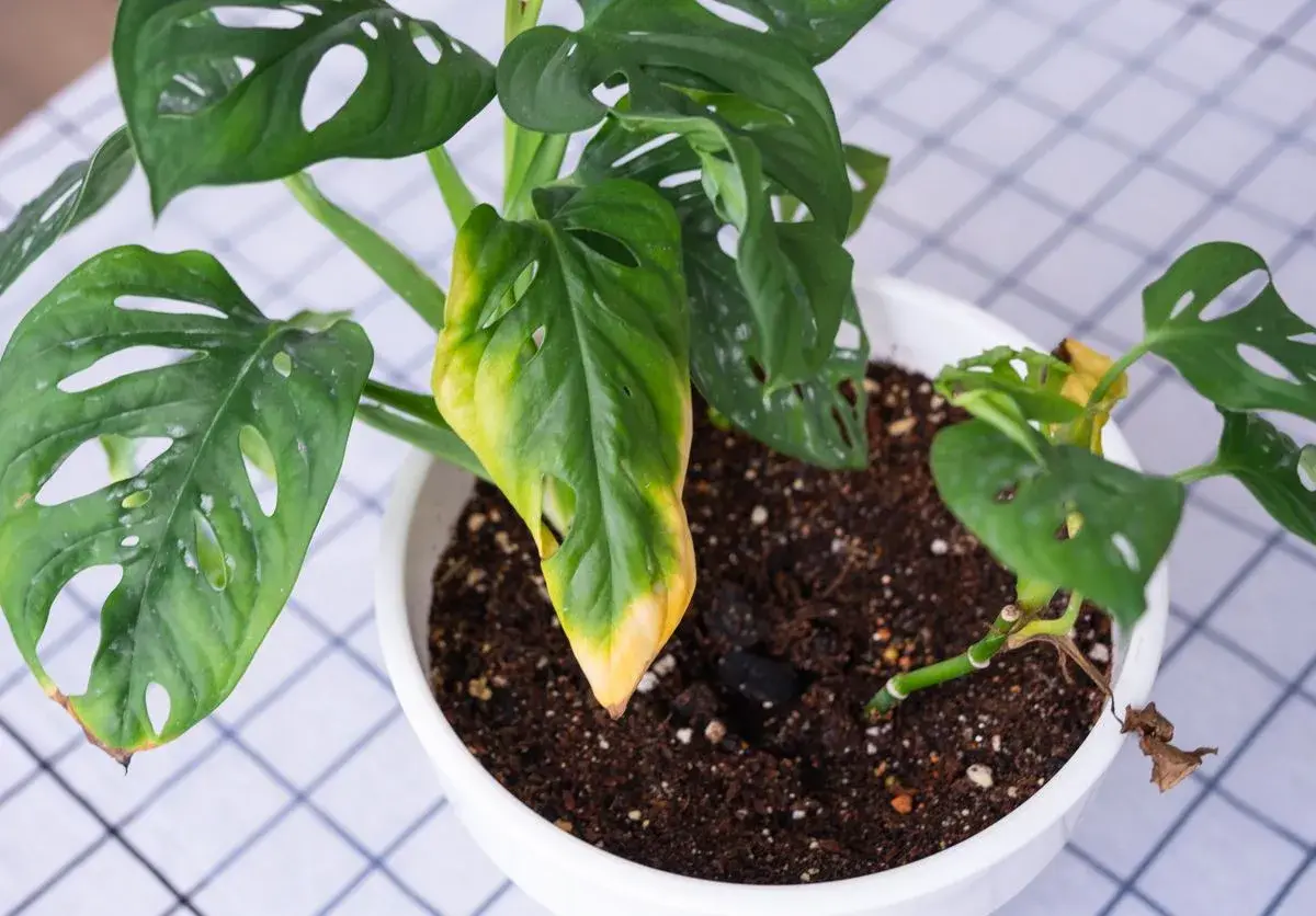 Monstera monkey z żółtymi liśćmi, które zaczynają brązowieć. Roślina w białej doniczce na kratkowanym obrusie.