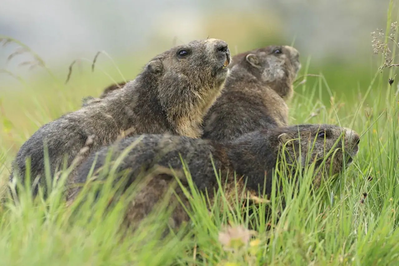 Drei Murmeltiere im hohen Gras. Sie sind neugierig und schauen nach oben, vielleicht auf der Suche nach Futter, denn das ist, was Murmeltiere fressen: Gräser und Kräuter.