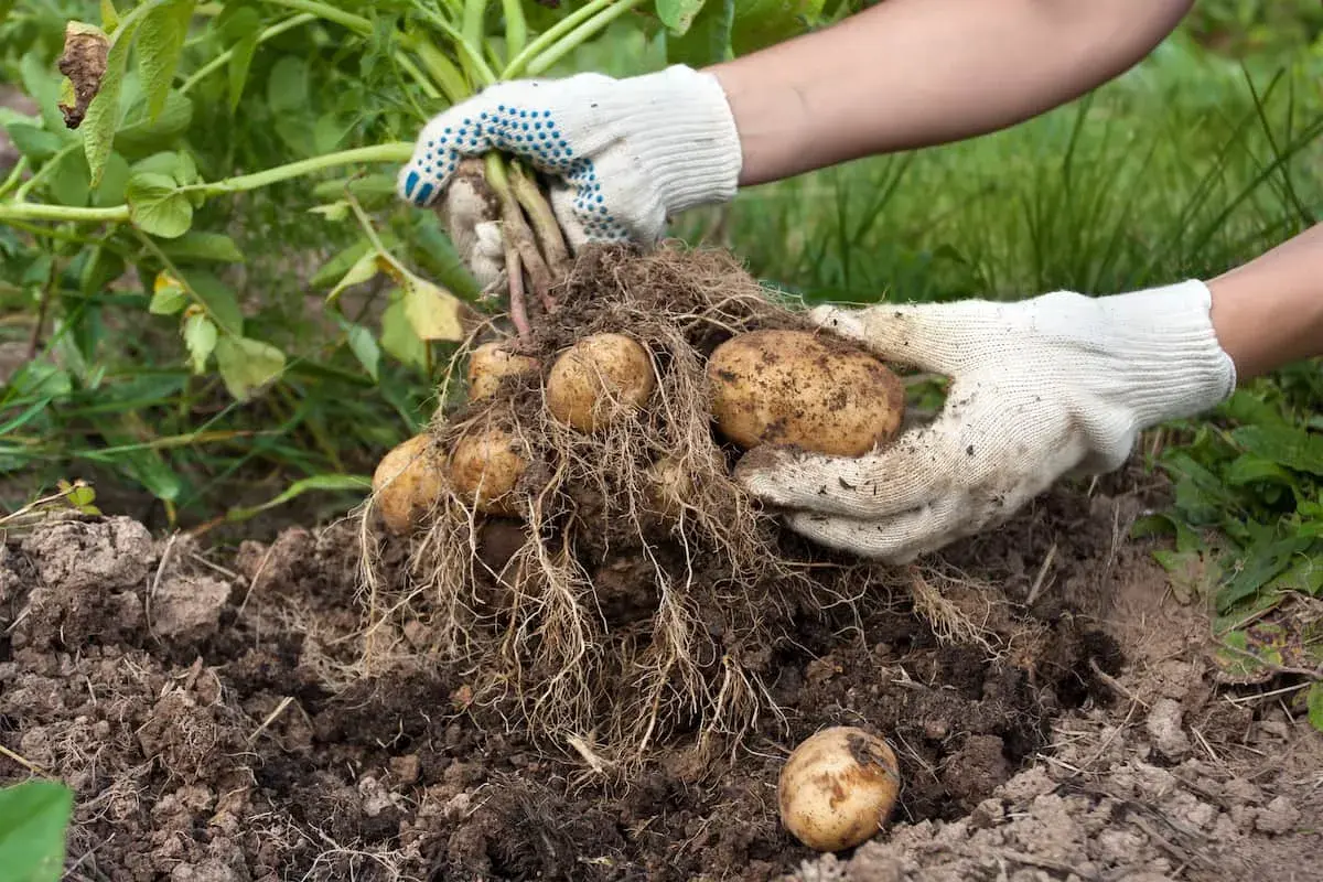 Hände in Handschuhen ernten frisch aus der Erde frisch geerntete Kartoffeln. Das Ergebnis von viel Arbeit, Kartoffeln anbauen.