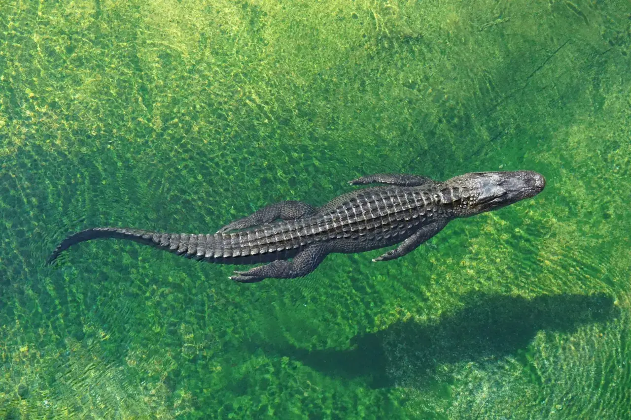 Un cocodrilo nada en aguas verdes y cristalinas, como si fuera un sueño con cocodrilos.